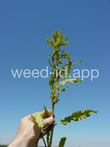 dock, willow leaved